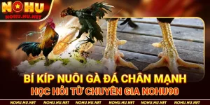 Bí-Kíp-Nuôi-Gà-Đá-Chân-Mạnh-–-Học-Hỏi-Từ-Chuyên-Gia-Nohu90
