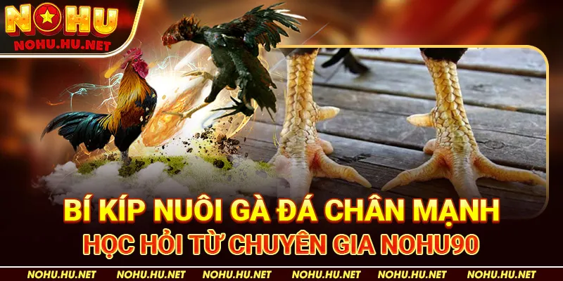 Bí-Kíp-Nuôi-Gà-Đá-Chân-Mạnh-–-Học-Hỏi-Từ-Chuyên-Gia-Nohu90