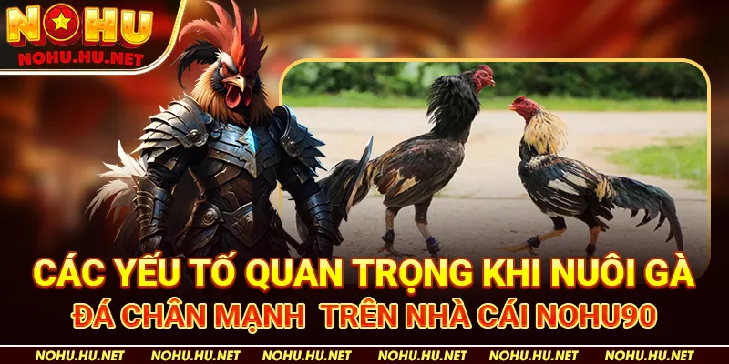 Các yếu tố quan trọng khi nuôi gà đá chân mạnh trên nhà cái Nohu90