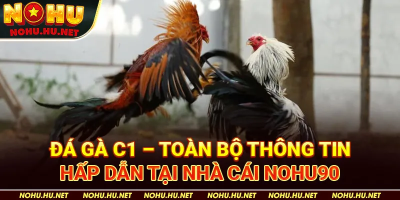 Đá-Gà-C1-–-Toàn-Bộ-Thông-Tin-Hấp-Dẫn-Tại-Nhà-Cái-Nohu90
