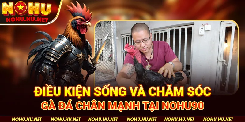 Điều kiện sống và chăm sóc gà đá chân mạnh tại Nohu90