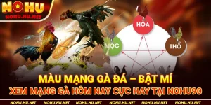 Màu Mạng Gà Đá – Bật Mí Xem Mạng Gà Hôm Nay Cực Hay Tại Nohu90