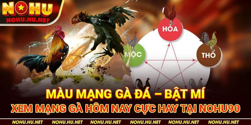 Màu Mạng Gà Đá – Bật Mí Xem Mạng Gà Hôm Nay Cực Hay Tại Nohu90