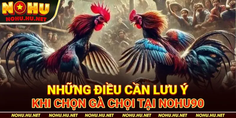 Những Điều Cần Lưu Ý Khi Chọn Gà Chọi tại Nohu90